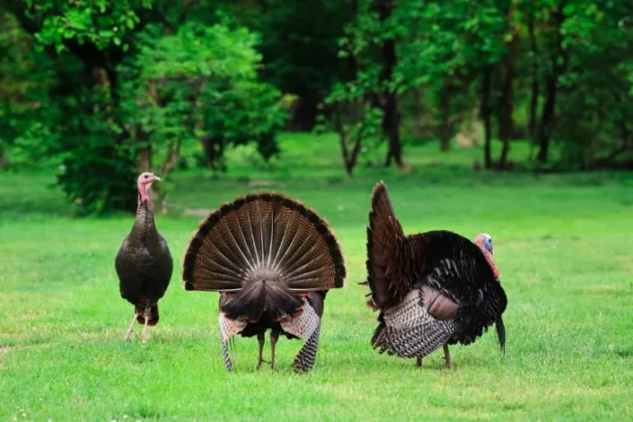 group of turkeys