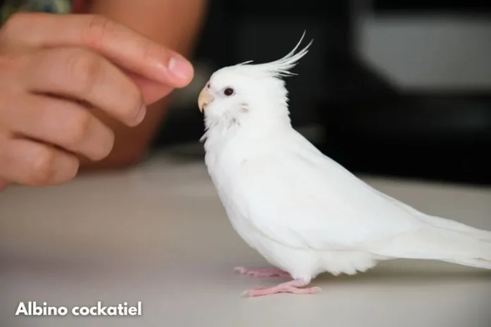 Albino cockatiel