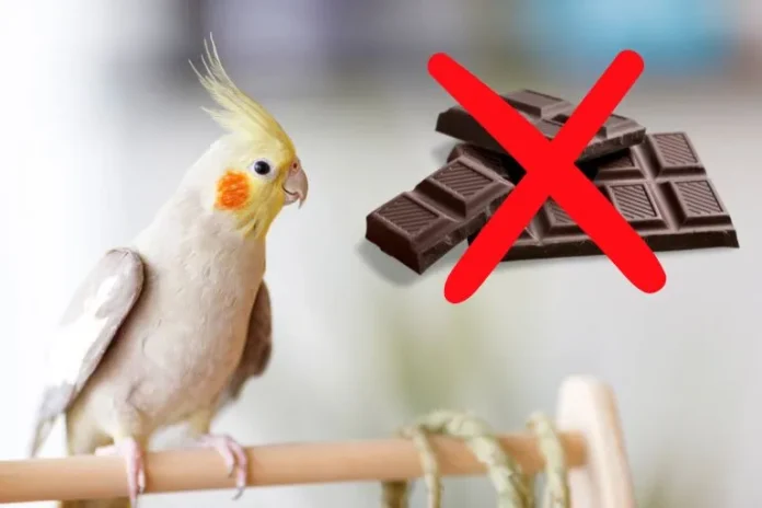 Can Birds Eat Chocolate