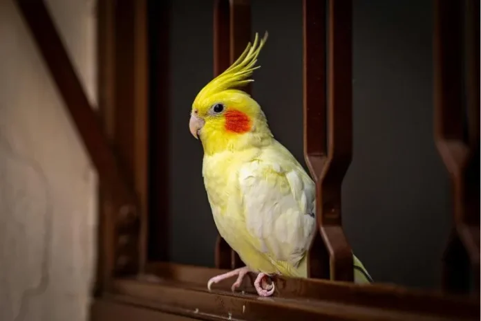 Do Cockatiels Talk