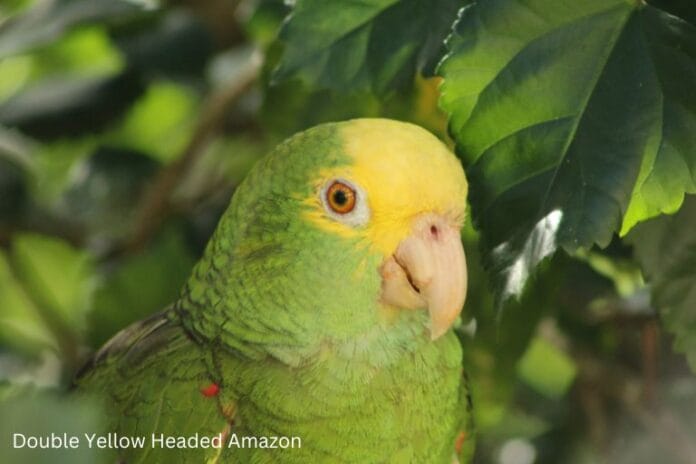 Double Yellow Headed Amazon