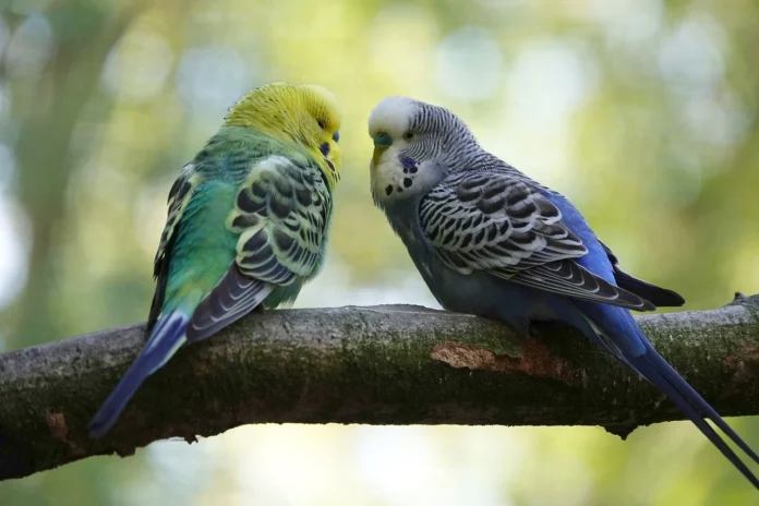 English Budgie Parakeet