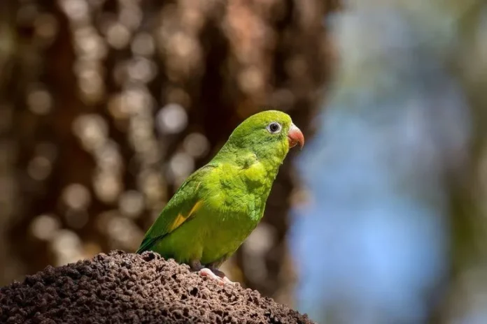 Plain Parakeet