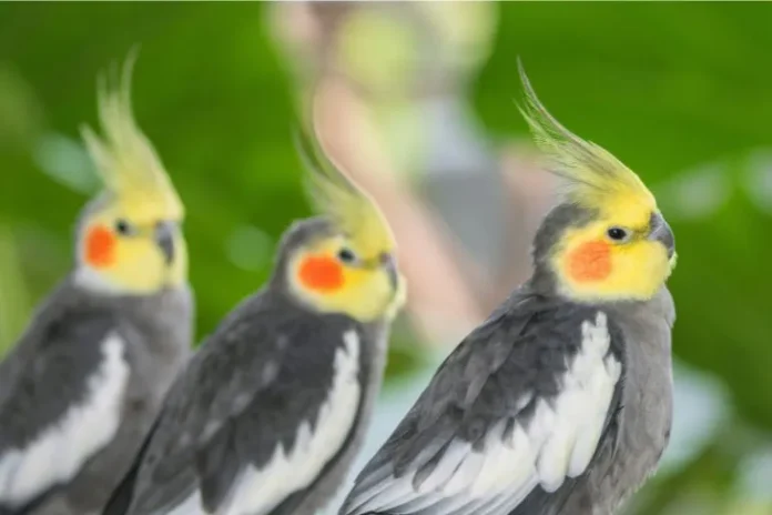 Types of Cockatiels