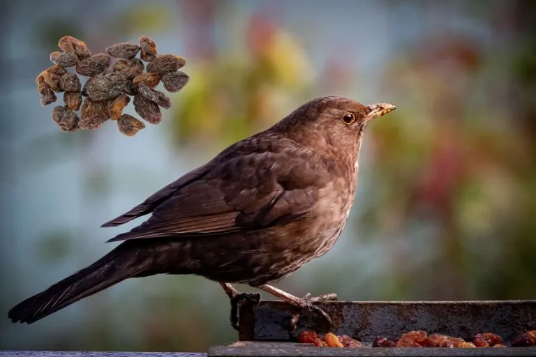 Can Birds Eat Dried Barley? A Complete Guide to Bird Diets