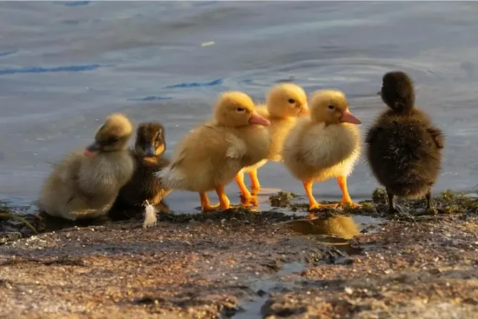 What Is a Group of Ducklings Called