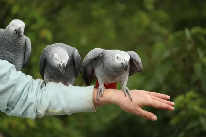 african grey parrot price