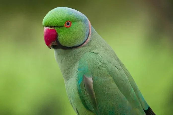 Alexandrine parakeet