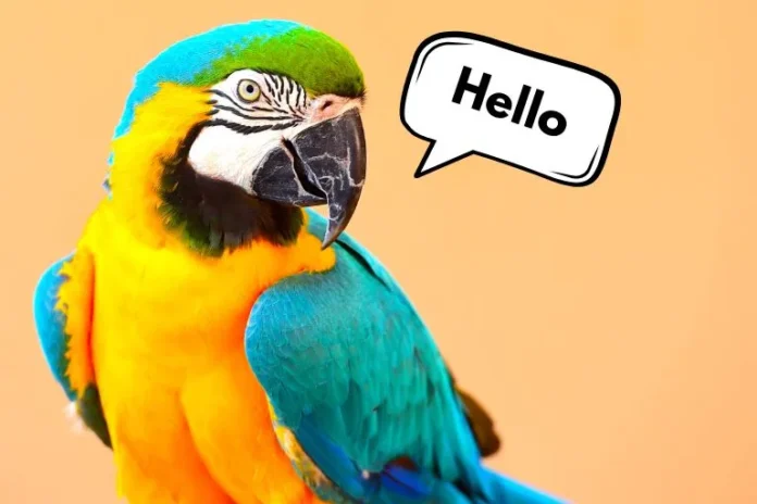 birds that can talk