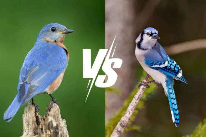 bluebird vs blue jay