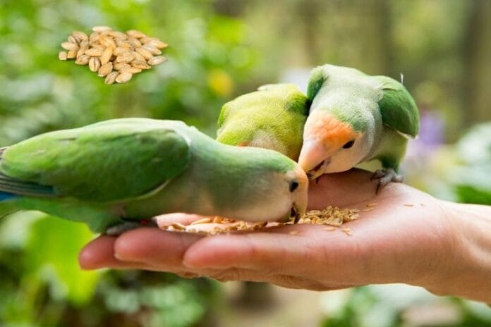 can birds eat dried barley