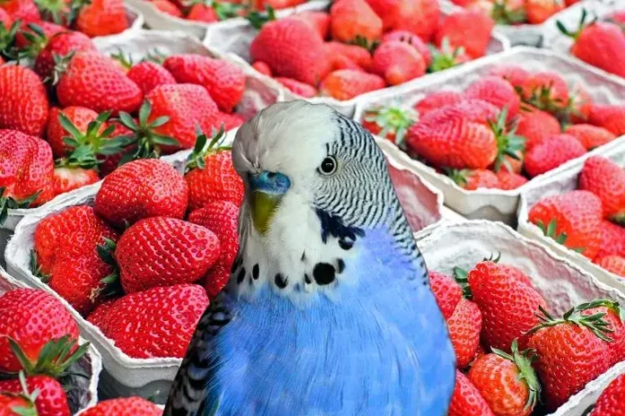 can parakeets eat strawberries