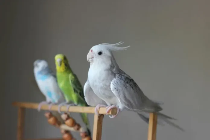 Can You Put Parakeets and Cockatiels in the Same Cage