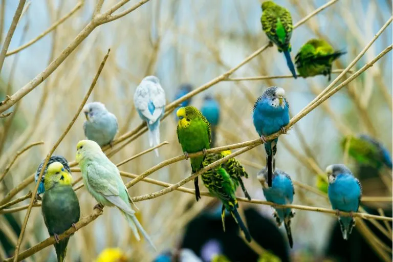 english budgie parakeet