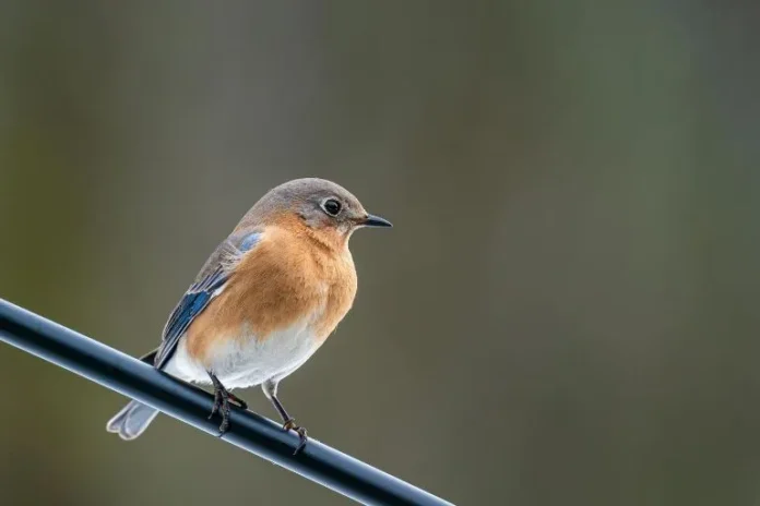 female bluebird