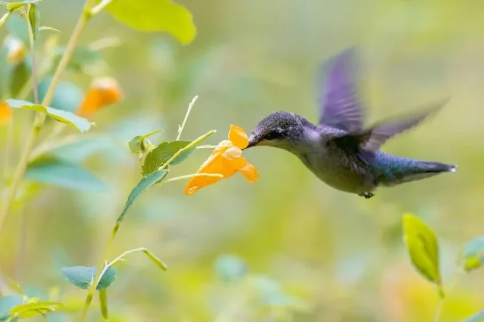 flowers that attract hummingbirds