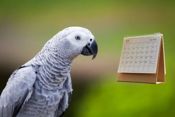 how long do african greys live