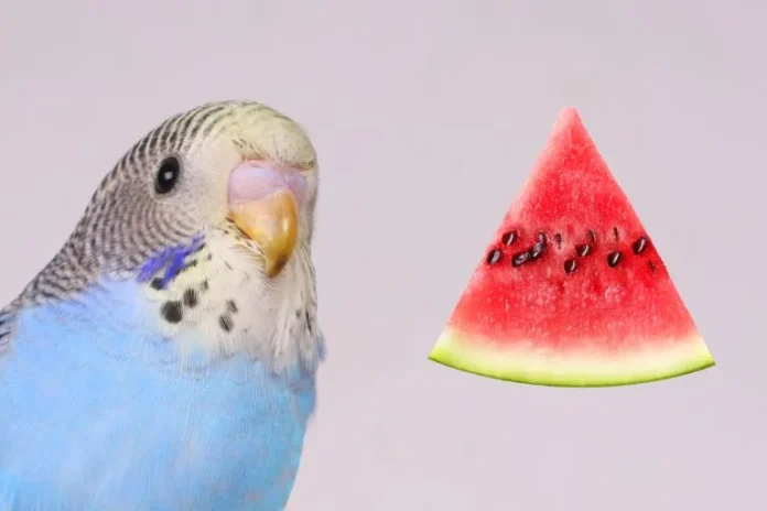 is it good to feed parakeets watermelon