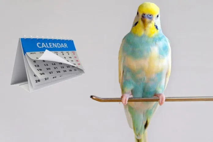 lifespan of a budgie parakeet