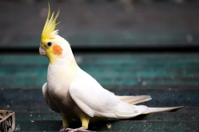 lutino cockatiel bird