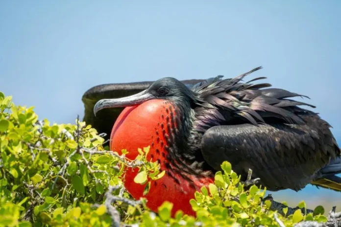 weird bird names