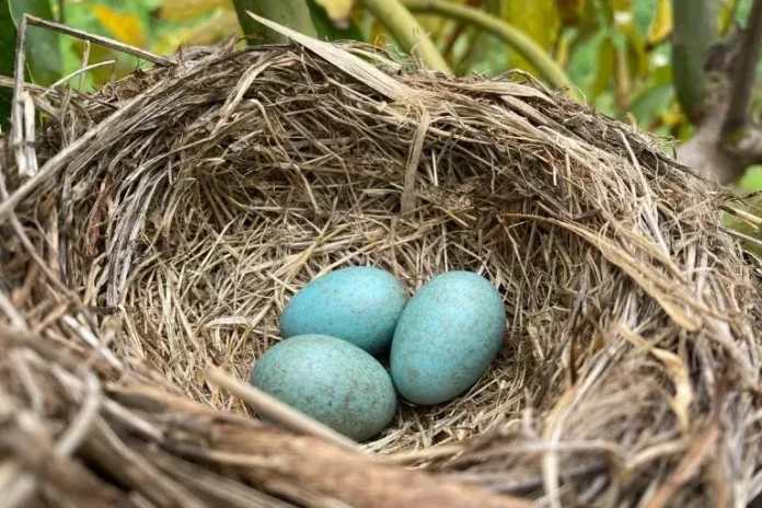 what birds have blue eggs