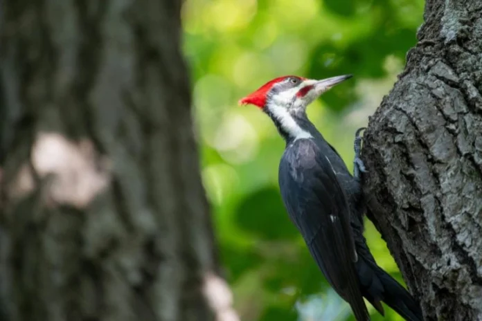 crested woodland bird