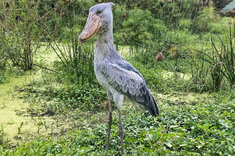 Shoebill: The Scariest Bird