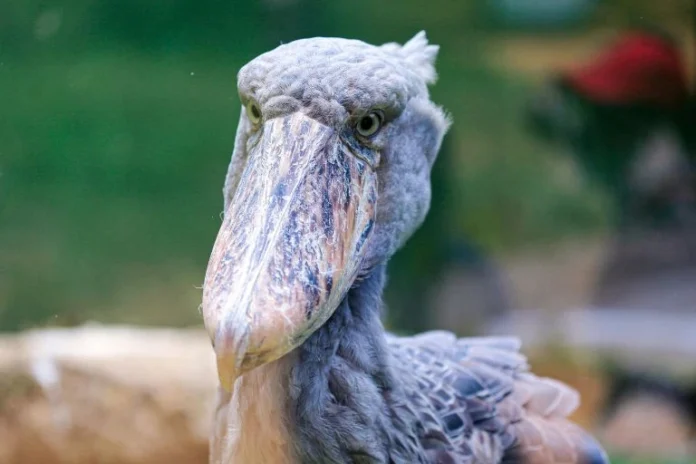 Shoebill: The Scariest Bird