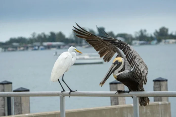 birds of florida