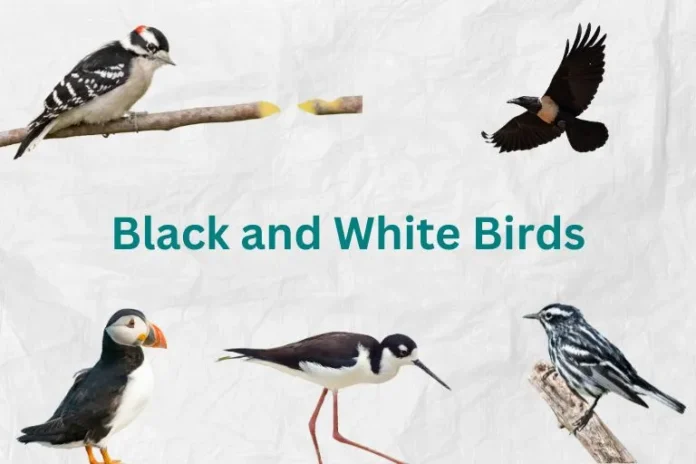 black and white birds