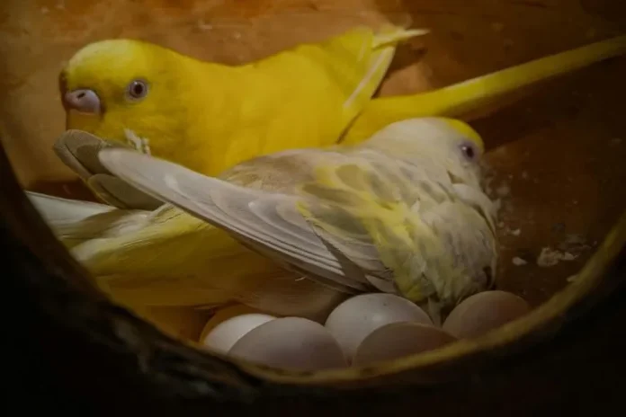 parakeet eggs