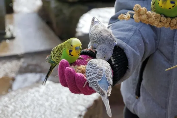 what do parakeets eat